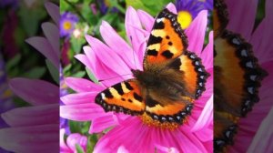 Поль Мориа (влюблённая женщина)