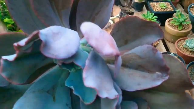 Decaptação de minha Echeveria gibiflora смотреть онлайн