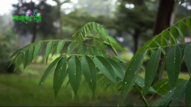 কালিমা নসীবে মোর দিও || Kalima Nasibe Mor Diyo || AR Imon || নতুন সুরে সুমধুর গজল || ইসলামের ছাঁয়া смотреть онлайн