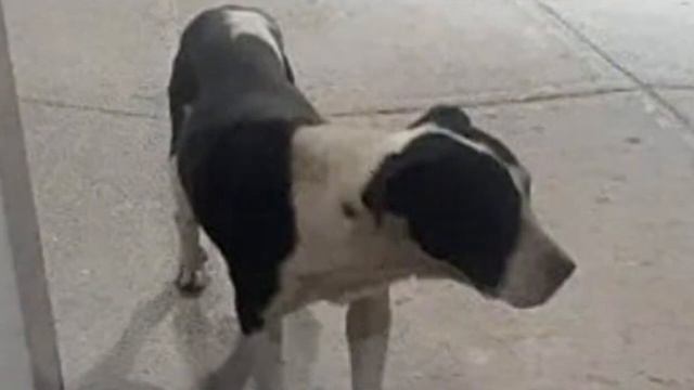 Пес не перестаёт плакать после того, как его спасли и подарили любовь!? смотреть онлайн