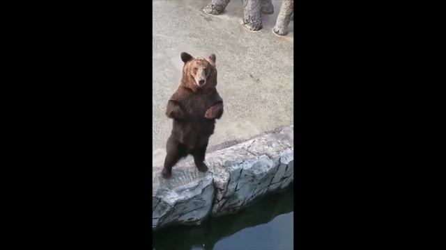 медведи тоже пляшут смотреть онлайн