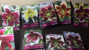 Лилии ОТ гибриды от фирмы Поиск