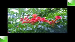 Александр Лазарев - Поздравление  с 8 марта ! арТзаЛ,.mp4