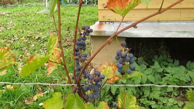 Сбор винограда 2021 (часть 2) смотреть онлайн