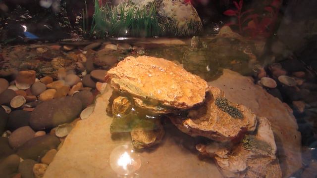 Чепа. Красноухая черепаха. 29.05.2015 - 5.