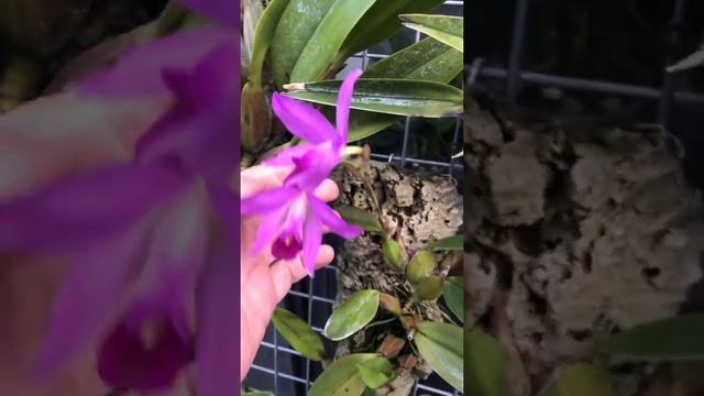 Orchid- Laelia anceps, 27 January 2019 смотреть онлайн