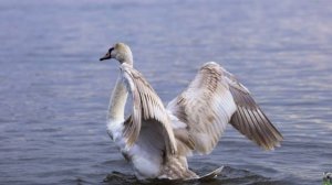 Голоса птиц : лебедь шипун.