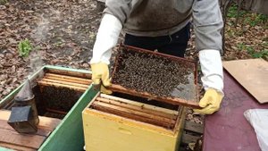 Как пересадить семью пчёл осенью Сборка Рута в зиму Исправляем ошибки