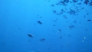 Пузыри под водой на Красном море