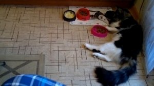 Мейн-кун ест лапами))! (Maine Coon)