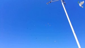 Николаевские голуби Шупикова Николая  +7 (905) 381-36-16