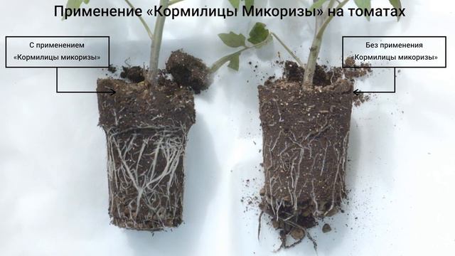 Кормилица Микориза для корней универсальная