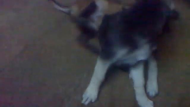 Малинуа Мура Маринчук К-9 смотреть онлайн