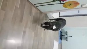 Провинившиеся собаки. Стаффа наказали.