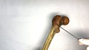 Бедренная кость - Femur, курс нормальной анатомии (мобильное приложение "Учи Анат")