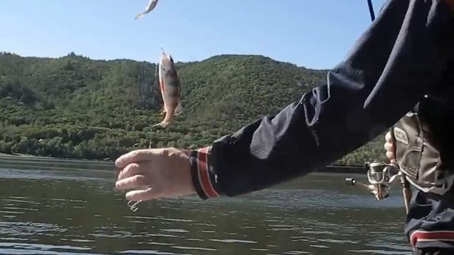 Окунь на кембрики.Волга,Самара Бахилова Поляна. смотреть онлайн