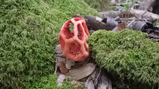 Red Cage Stinkhorn Fungus | Clathrus Ruber смотреть онлайн