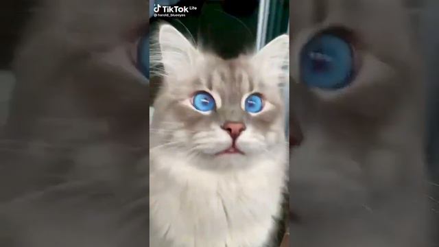 небочный голубоглазый кот