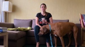 Как приучить собаку к одиночеству - видео 3