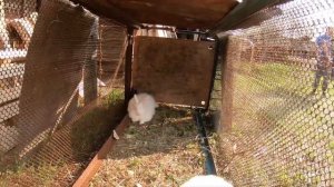 Строим клетки для кроликов из бруса и сосновой доски своими руками