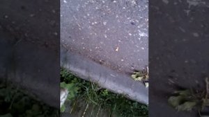 Супер тележка из пятерочки )