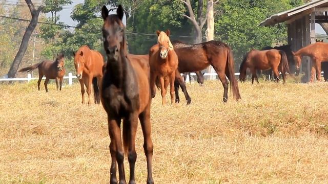 Thoroughbred Bloodlines: The History and Evolution of the Breed Part 1 смотреть онлайн
