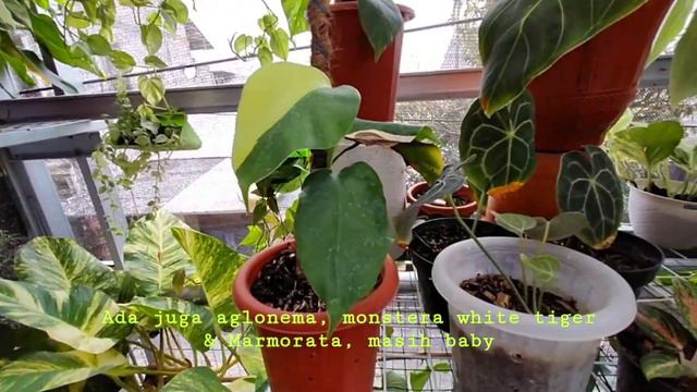 TANAMAN HIAS KOLEKSIAN DI KANDANG ATAS RUMAH #aglonema #tanamanhiasmurah #aglonemaindonesia смотреть онлайн