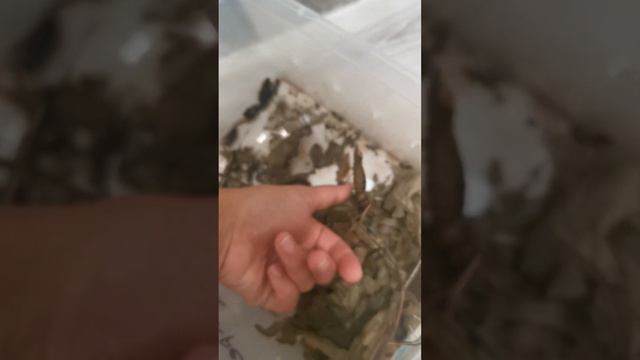 Палочники. Уборка. смотреть онлайн