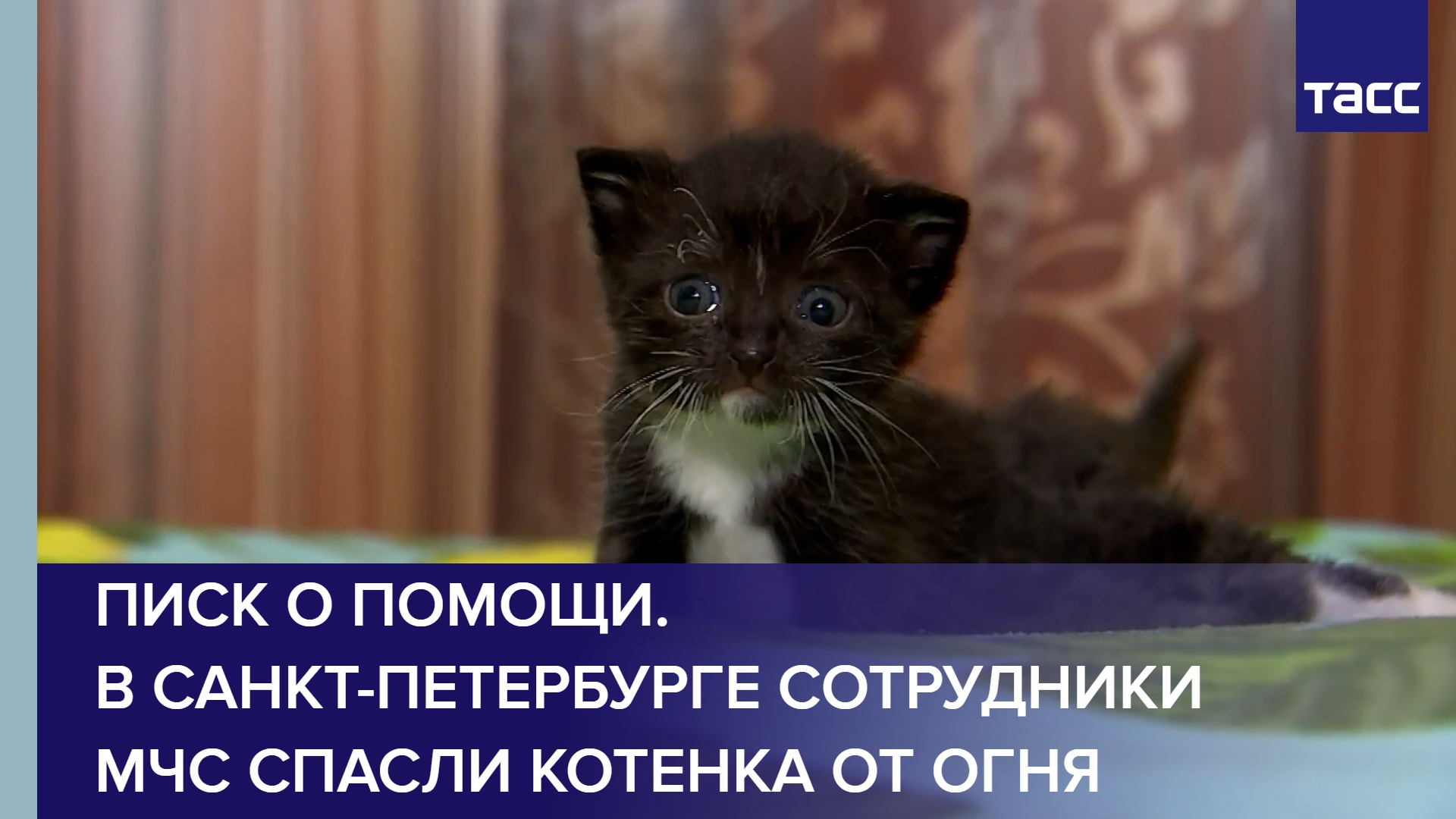 Писк о помощи. В Санкт-Петербурге сотрудники МЧС спасли котенка от огня