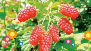 Малина обыкновенная Патриция. Краткий обзор, описание характеристик, где купить саженцы Patricia