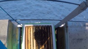 Зимовка пчел и облет пчел Зимовка слабых отводков