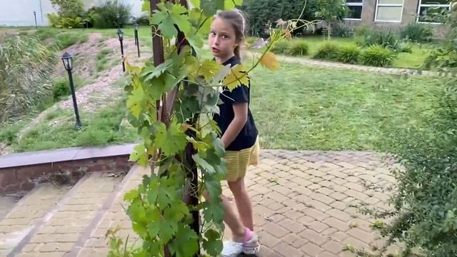 Экскурсия по даче Рассказ о лилиях, садовых деревьях и СЕКРЕТНОЕ видео красивого заката смотреть онлайн