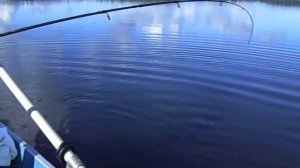 Рыбалка Пустошкинский р-н., Псковской обл., оз. Ущо