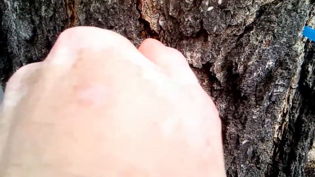 как собрать чистый березовый сок, без мусора,пыли и насекомых. смотреть онлайн