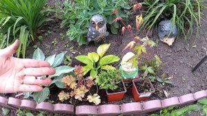 Новинки моего сада. Микробиота Декуссата Карнавал, Клен (Acer) дланевидный. #сад,#клен,#микробиота.