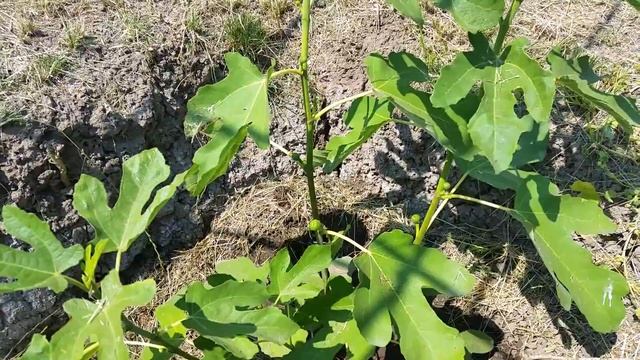 Инжир в средней полосе России реальность смотреть онлайн