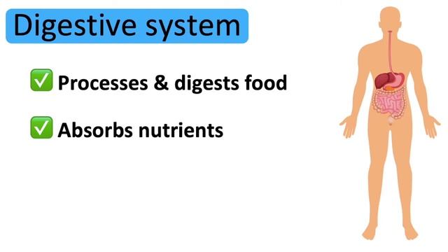 12 Organ Systems | Roles & Functions | Easy Science Lesson