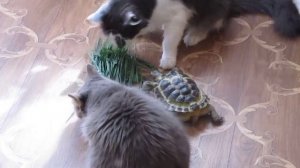 Черепаха и кошки