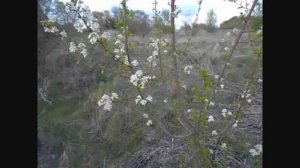 антипка первое  цветение