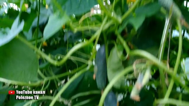 МАША F1 ВЫСОКОУРОЖАЙНЫЙ СОРТ ОГУРЦОВ ГАРАНТИРОВАН РАННИЙ СБОР УРОЖАЯ ЯЩИКАМИ смотреть онлайн