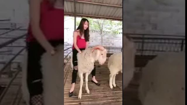 Sheep riding