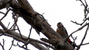 Дятел и орех  Запасы на зиму