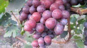 ВИНОГРАД СЕНАТОР- ОПИСАНИЕ