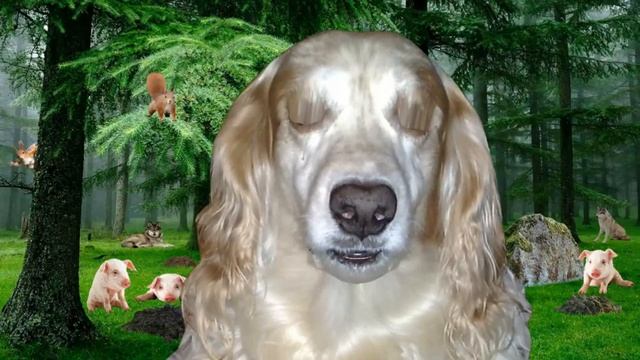 Лесные загадки смотреть онлайн