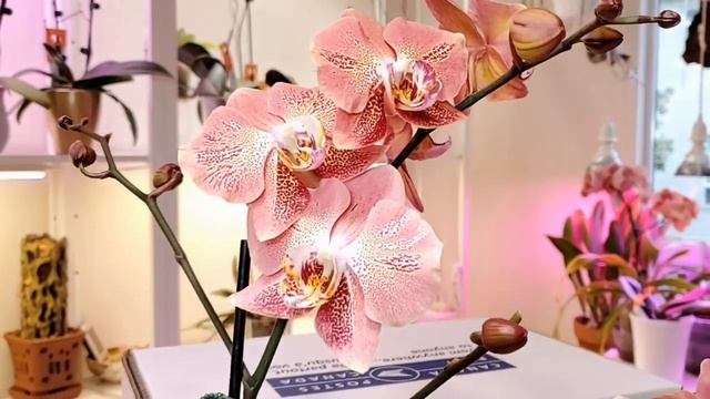 Орхидеи Пакуем посылку смотреть онлайн