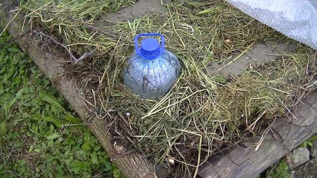Как посадить фасоль