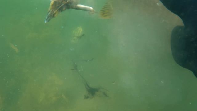 Подводная охота на Судака. Озеро Аслыкуль в Башкирии. Новинки подводной охоты 2022. смотреть онлайн