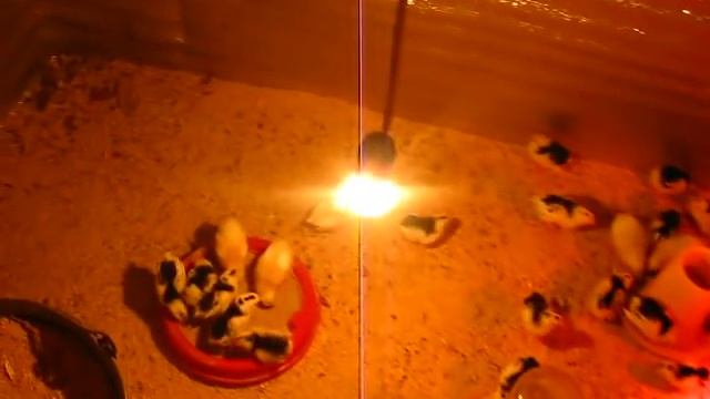 Как обойтись без брудера,,,,выращиваем цыплят на глубокой подстилке!!! смотреть онлайн