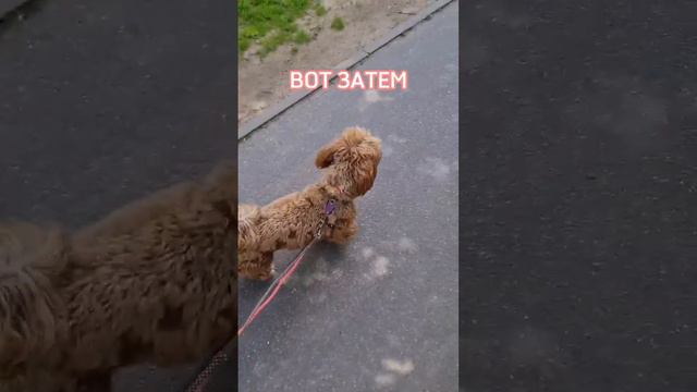 Какой выбрать поводок для мальтипу? Читайте описание 😉 #мальтипу #собака #поводок смотреть онлайн