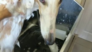 Русская псовая борзая / Borzoi / Minerva & Dobrava. Bath day